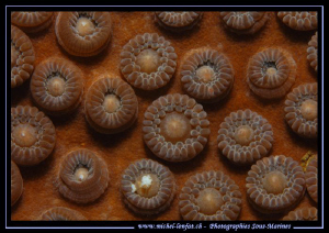 Patterns in the water's of Lembeh Strait... :O) by Michel Lonfat 
